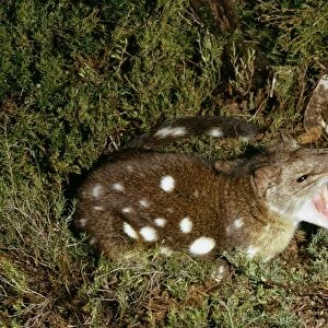 Spotted-tailed Quoll / Dasyure