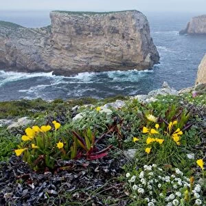 Spring wildflowers including narcissi and mediterranean pink catchfly on Dolomite cliff-top, Cape St. Vincent, Algarve, Portugal