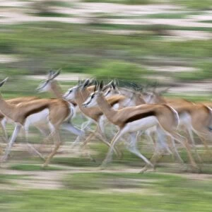 Springbok Running herd. Kgalagadi Transfrontier Park, South Africa