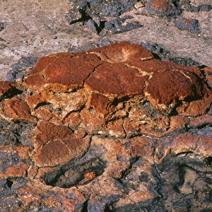 Stromatolites - Hamelin Pool Marine Nature Reserve - Shark Bay World Heritage Area - Western Australia