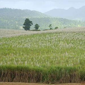 Sugarcane - huge fields of sugarcane are spread all over the Wet Tropics. This field is about to be harvested - Atherton Tablelands, Queensland, Australia