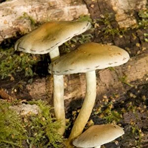 Sulphur Tuft Fungus - Cannock Chase AONB - Staffordshire UK