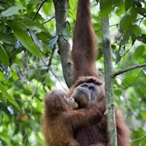 Sumatran Orangutan - 2. 5 year old baby holding onto mother - North Sumatra - Indonesia - *Critically Endangered