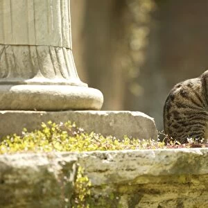 Tabby Cat - sitting Rome, Italy