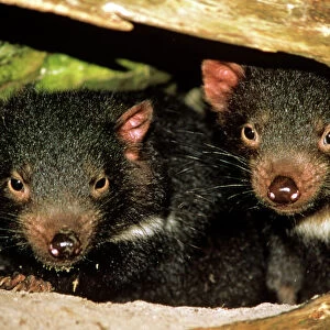 Tasmanian devil - pair of young at den entrance Tasmania, Australia GST00344
