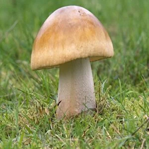 Tawny Grisette Fungi