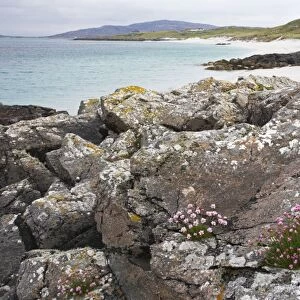 Thrift - and rocks on white sand beach Eriskay Island Outer Hebrides Scotland, UK LA003540