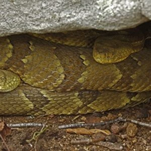 Timber Rattlesnakes - Northeastern United States