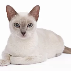 Tonkinese Cat - Lilac in studio