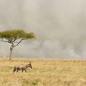 Topi - near grass fire - Masai Mara Triangle - Kenya