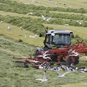 Tractor raking grass for silage harvesting - Orkney Mainland LA005334