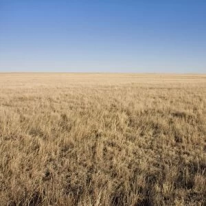 USA - Texas Panhandle Prairie. January