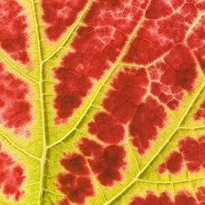vine leaf - detail of a colouful red and yellow coloured vine leaf in autumn - Baden-Wuerttemberg, Germany