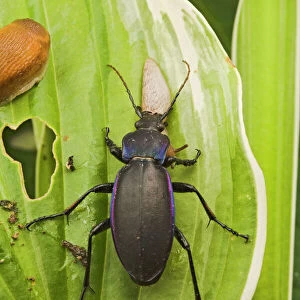 Ground Beetles