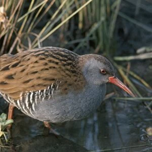 Water Rail - By water and reeds