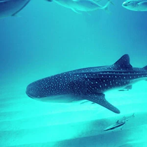Whale Shark - Shark is swimming near the bottom in 24m. School of Trevally are following the shark. Ningaloo reef, Western Australia. WHS-008