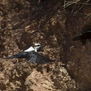 White-backed Swallow - nesting in sand bank - Alice Springs - Northern Territory - Australia