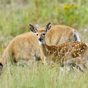 White-tailed Deer - doe & fawn - Summer - Western U. S. _E3D6539