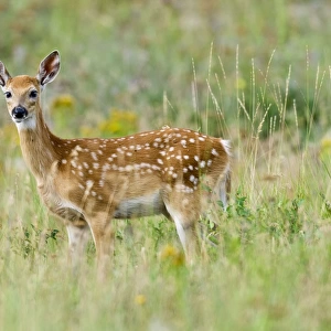 White-tailed Deer - fawn - Summer - Western U. S. _E3D6536