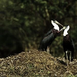 Whitenecked Stork - pair on nest mound - Keoladeo National Park - India