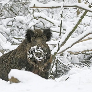 wild boar in snow, Germany