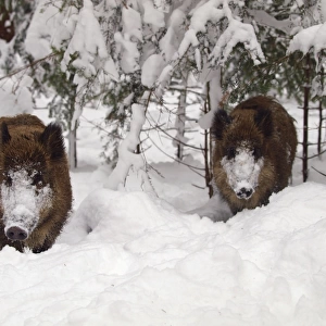 wild boar in snow, Germany