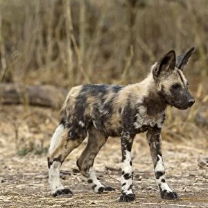 Wild Dog - pup standing - Mashatu Game Reserve - Botswana
