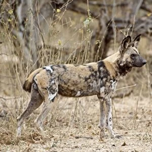 Wild Dog - standing - Mashatu Game Reserve - Botswana