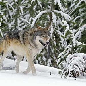 Wild Grey Wolf - in snow - Yellowstone National Park - Wyoming - USA _D3D3575