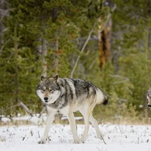 Wild Grey Wolves - in snow - Greater Yellowstone Area - Wyoming - USA _C3B7748