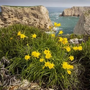 Wild Narcissi - (in N. bulbocodium group), at Cape St. Vincent, Algarve, Portugal
