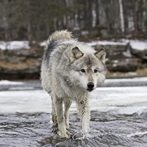 Wolf / Gray Wolf / Timber Wolf Minnesota USA