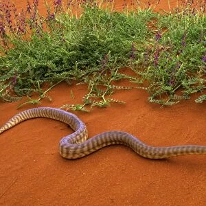 Woma Python - Desert regions of central / western Australia JPF44551