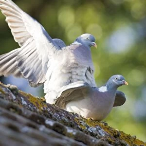 Wood Pigeons Mating on Roof Norfolk UK