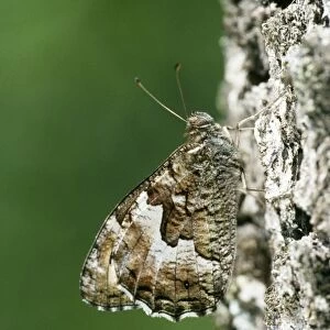Woodland Grayling Butterfly - female basking on tree