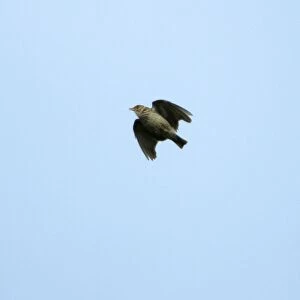 Woodlark - singing on the wing, Extremadura, Spain