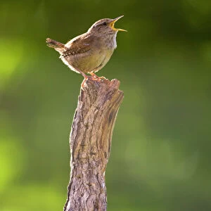 Wrens Related Images