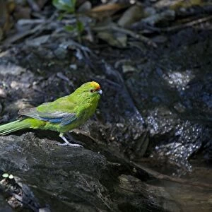 Yellow-crowned Parakeet - at pool - Motuara Island - Queen Charlotte Sound - South Island - New Zealand