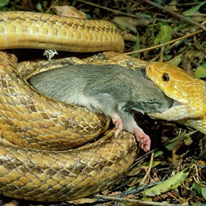 Rat Snake Related Images