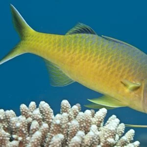 Yellow-saddled / Gold-saddled Goatfish - Red Sea