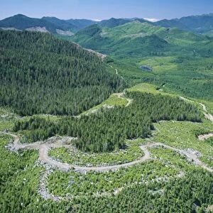 Aerial view of a regenerating clear-cut forest