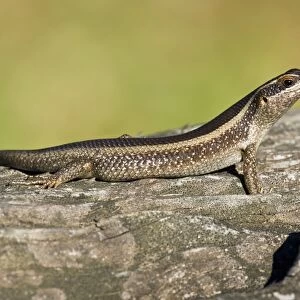 African striped skink on a rock C014 / 4998