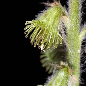Agrimony burrs (Agrimonia eupatoria)