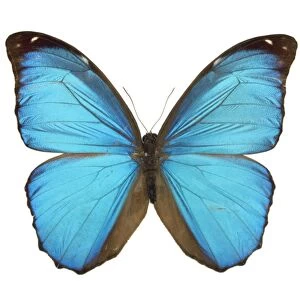 Amazonian butterfly C016 / 5664