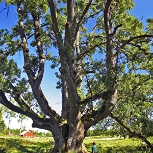 Ancient ash tree (Fraxinus excelsior)