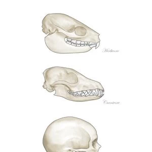 Animal teeth comparison, artwork