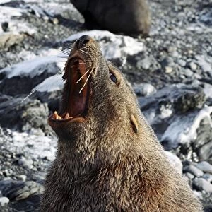 Antarctic fur seal male roaring