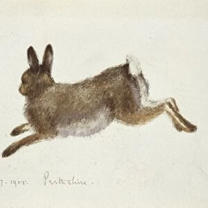 Arctic hare, artwork C016 / 5885