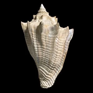 Athleta luctator, sea snail fossil C016 / 4872