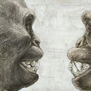 Australopithecus and chimpanzee teeth